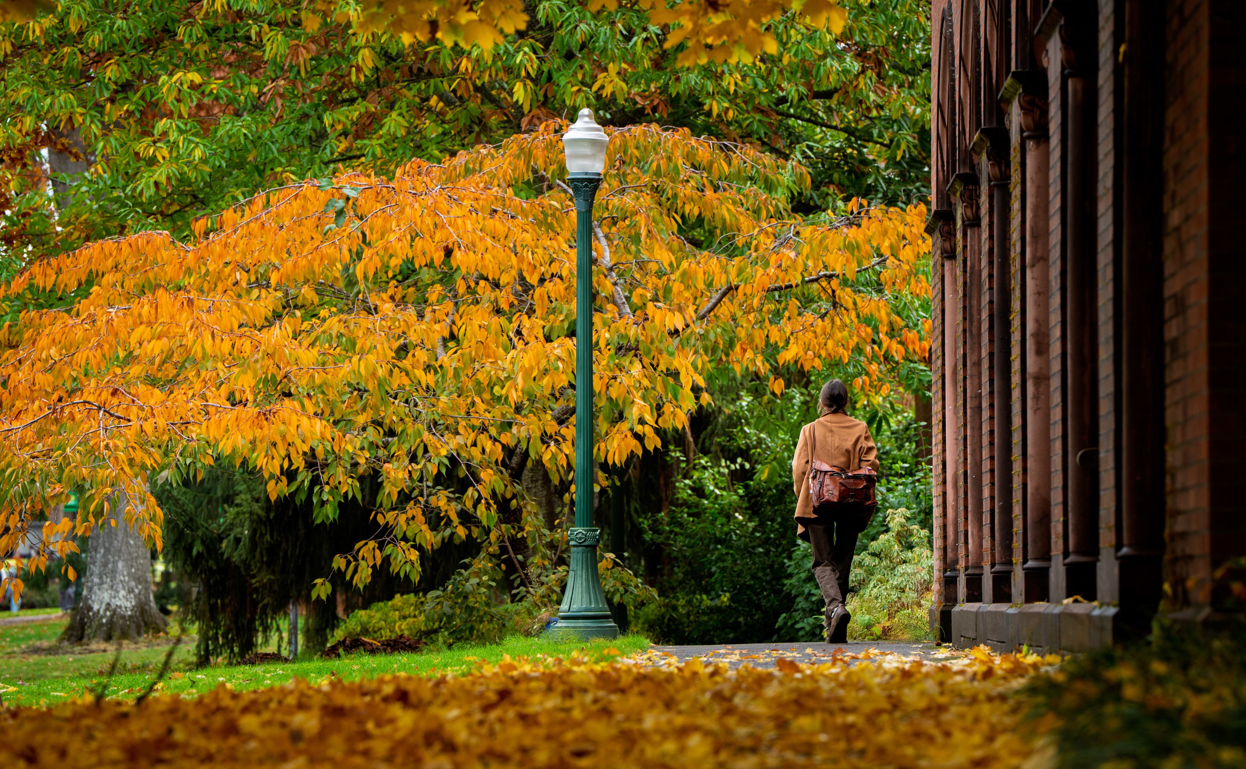 Person walking under fall foliage on UO campus