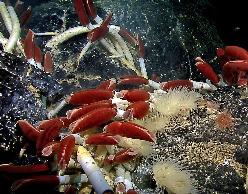 tube-like sea creatures