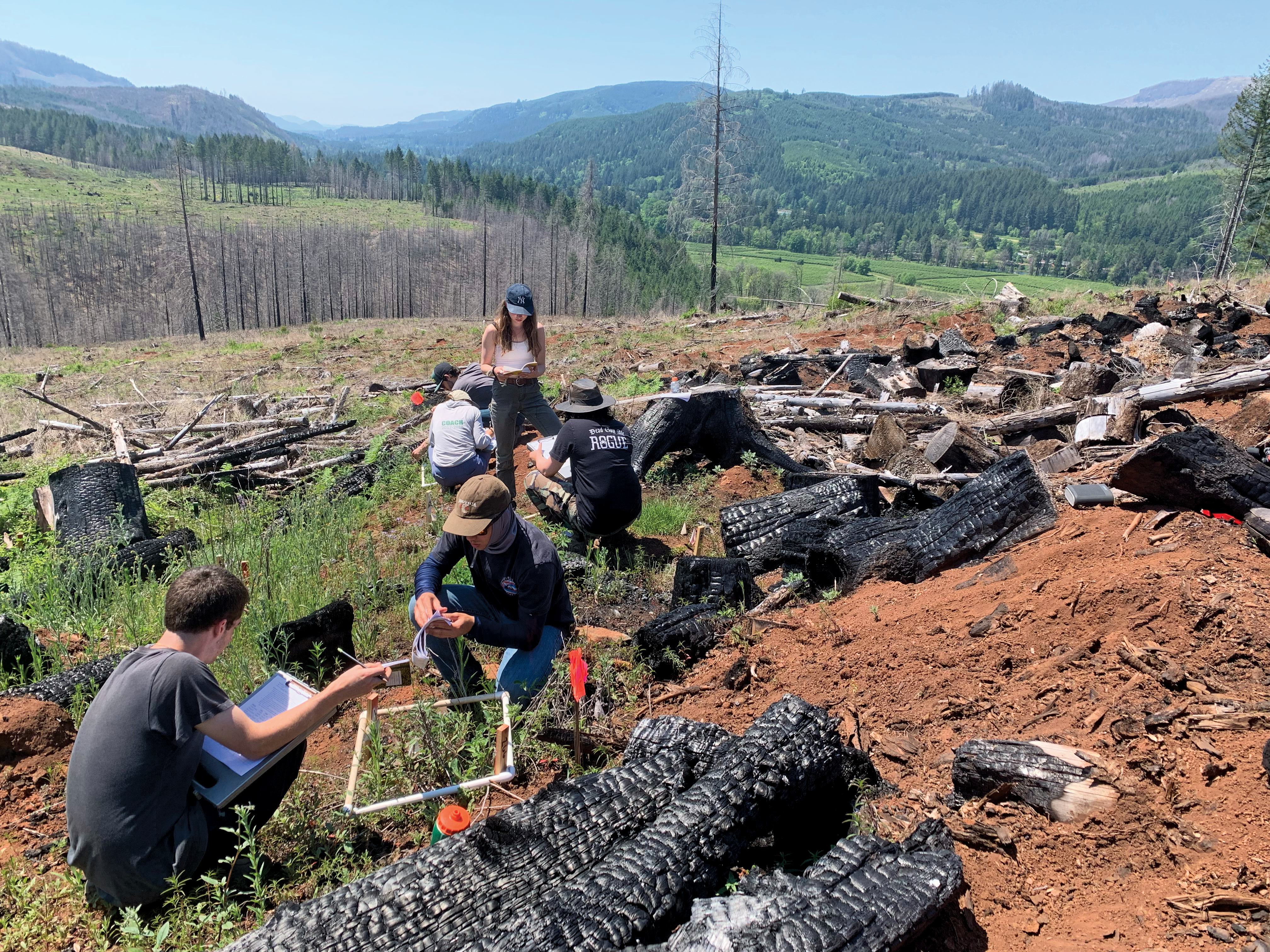 Students crouch to take notes among an area of charred logs and stumps.