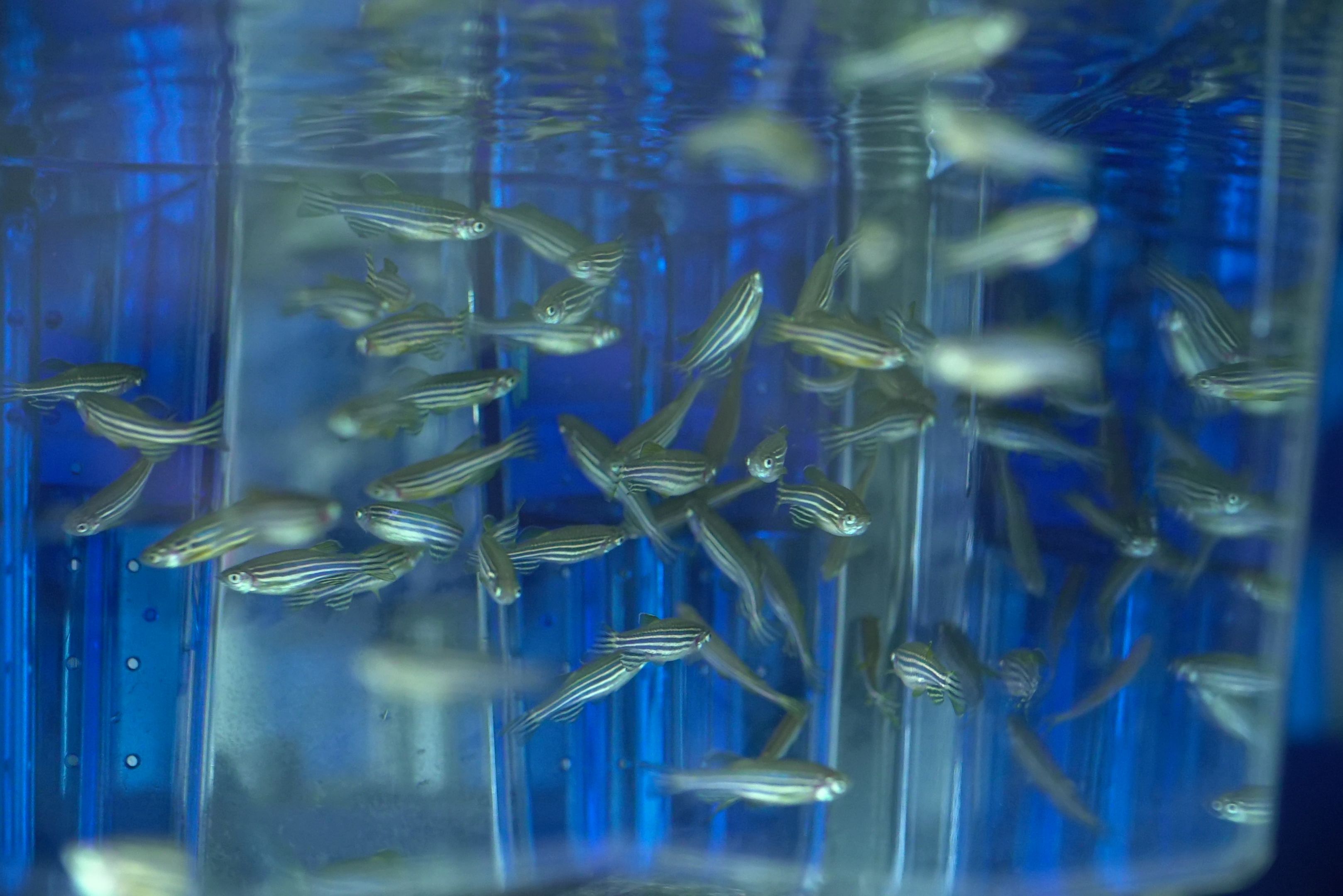 Zebrafish swimming in a tank.