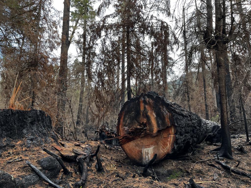 A felled tree in an area of forest recently burned by wildfire.